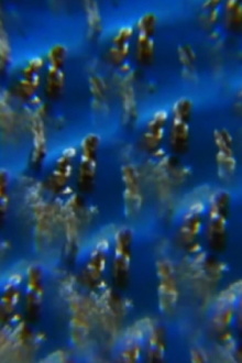Jelly Trailer
