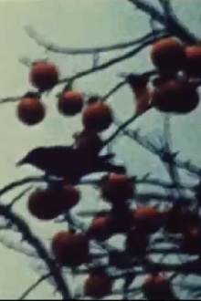 Kakibaum III Trailer