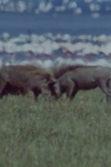 Kampfverhalten beim Warzenschwein Trailer
