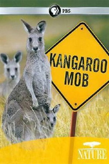 Kangaroo Mob Trailer