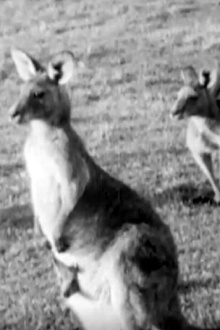 Kangaroos Trailer