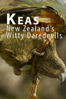 Keas - New Zealand's Witty Daredevils Trailer