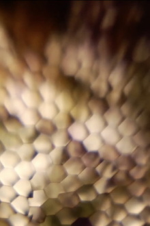 Ken Jacobs / Robert Poss @The Nervous Magic Lantern Festival Trailer