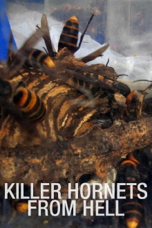Killer Hornets from Hell Trailer
