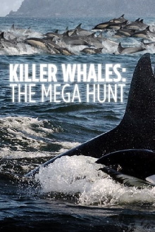 Killer Whales: the Mega Hunt Trailer