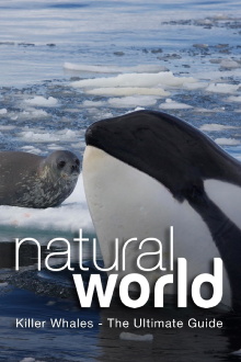 Killer Whales - The Ultimate Guide Trailer