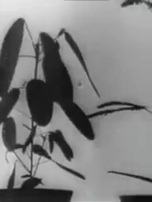 Kinematographische Studien an Impatiens, Vicia, Tulipa, Mimosa und Desmodium von W. Pfeffer (1898-1900) Trailer