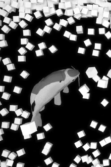 Koi Trailer