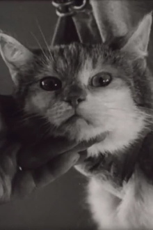 Kokain-Krämpfe bei der Katze Trailer