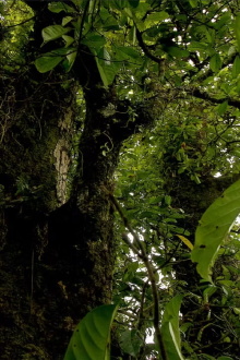 Kumbo Kola Trailer