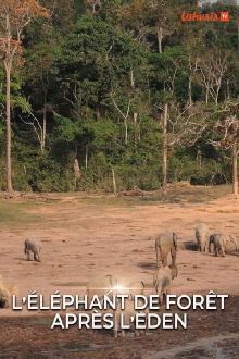L' éléphant de forêt après l'éden Trailer