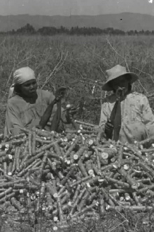 La chanson du manioc Trailer