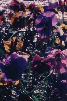 La Jardinera Trailer