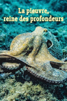 La pieuvre, reine des profondeurs Trailer
