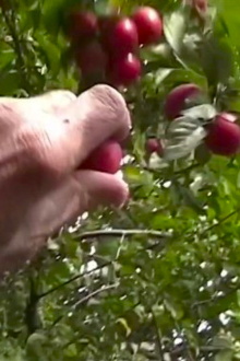 La prunelle rouge Trailer