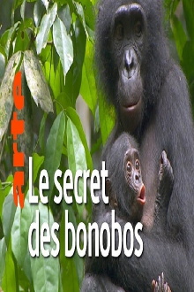 La vie cachée des bonobos Trailer