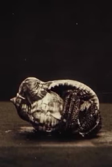 La vita negli abissi del mare: Pesci Trailer