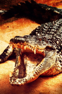Lair Of The Killer Crocs Trailer