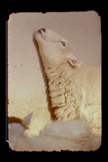 Lamb Trailer