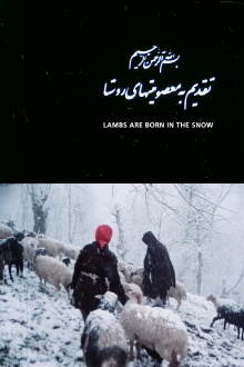 Lambs Are Born in the Snow Trailer