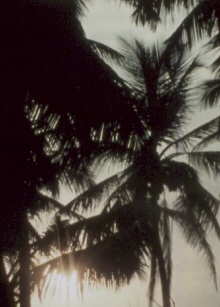 Land of Coconuts Trailer