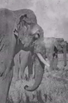 Land of the Elephants Trailer