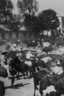 Lassage des bœufs pour le labour Trailer