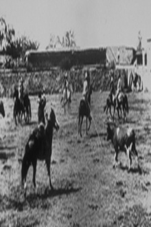 Lassage d'un boeuf sauvage Trailer