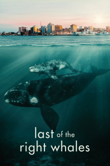 Last of the Right Whales Trailer