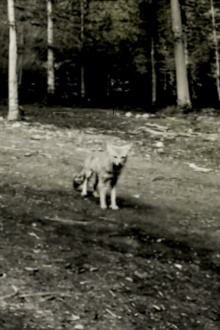 Last shot of the Argentine Grey Fox Trailer