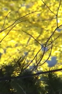 Late Spring Trailer