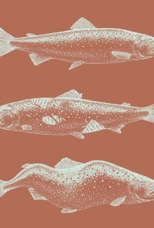 Laxaþjóð - A Salmon Nation Trailer