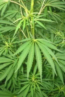 Le cannabis - Une plante entre le bien et le mal Trailer