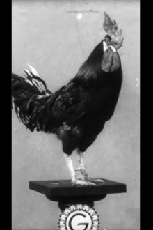 Le Coq dressé de Cook et Rilly Trailer