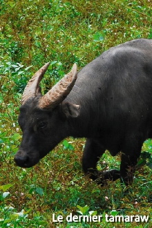 Le dernier tamaraw Trailer