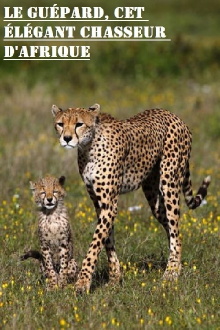 Le guépard, cet élégant chasseur d'Afrique Trailer