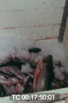 Le poisson commande... Trailer