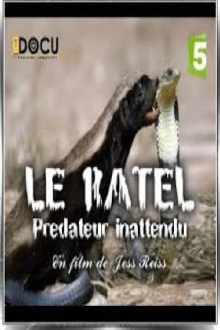 Le ratel prédateur inattendu Trailer