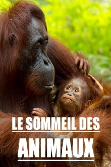 Le sommeil des animaux Trailer
