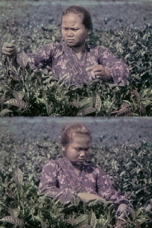 Le Thè : culture, récolte et préparation industrielle Trailer