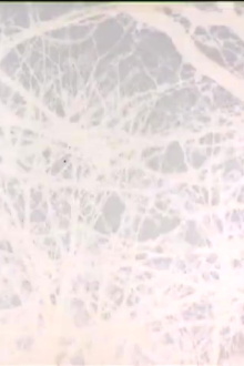 Leafless Trailer