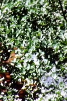 Leaves Trailer