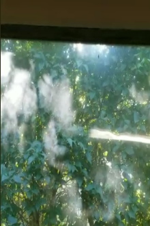 Leaves of Light Trailer