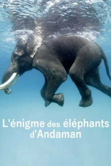 L'énigme des éléphants d'Andaman Trailer
