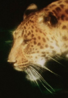 Leopard Trailer