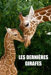 Les Dernières Girafes Trailer