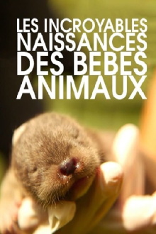 Les incroyables naissances des bébés animaux Trailer