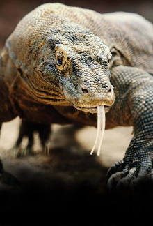 Les monstres de Komodo : une histoire d'amour Trailer