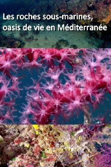Les roches sous-marines, oasis de vie en Méditerranée Trailer