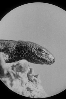 Les salamandres Trailer